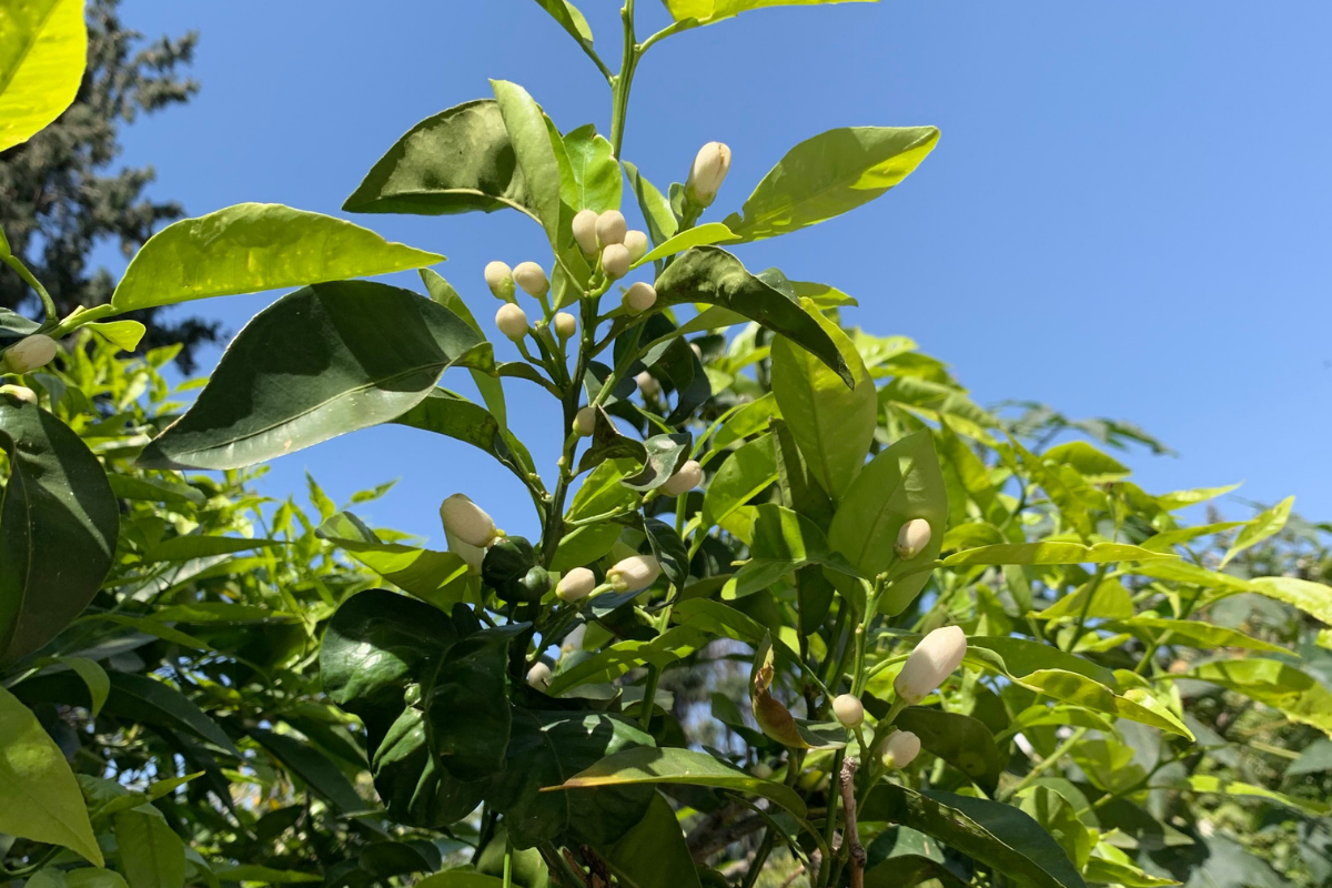 Behind the Scenes: Making Orange Blossom Water – Zaatar Road