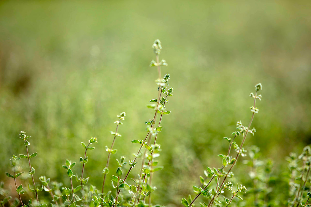 Holiday Gift Collection | Za'atar Road – Zaatar Road
